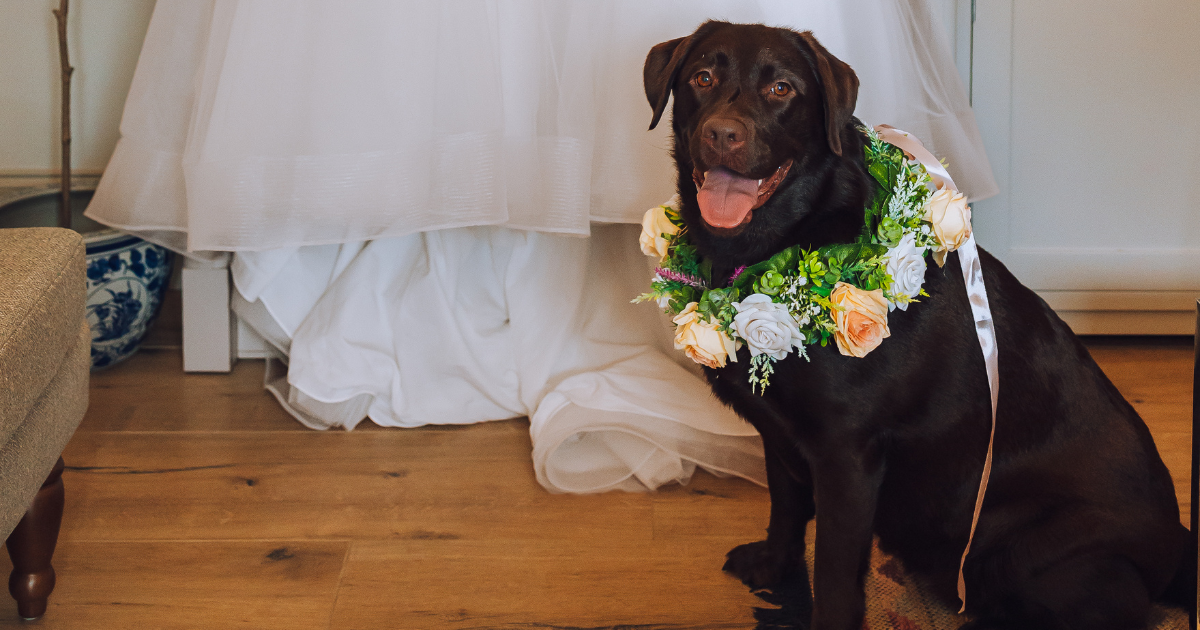 Dog with Wedding Dress